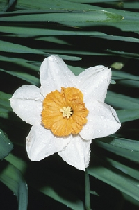 December Flower of the Month - Narcissus