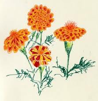 ATC Flower Series #19:  Marigold