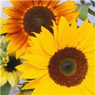 (3) Sunflower Themed N&N FBs (NEW/EST)