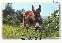 Donkey Postcard Swap