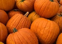 Pumpkin season! (USA)