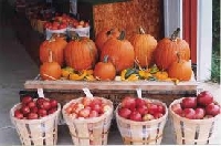 Fall:  Pumpkins vs. Apples