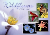 Wildflowers - SB Only