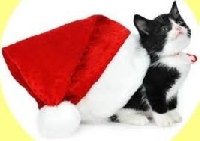 Merry Christmas to our cats!