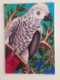 African Grey Parrot ATC
