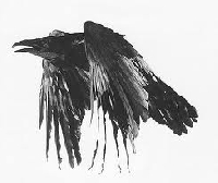 Allan Poe Atc- The Raven II