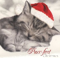 Quick Kitty Cat Christmas Card