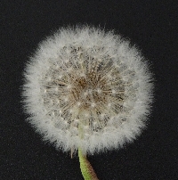 Dandelion Craft Made with Paper in Some Form