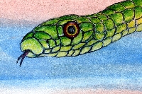 Snake A.T.C.