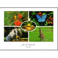 5 Animal Postcards to 5 Partners - USA