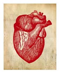 Anatomical Heart Valentine's ATC 