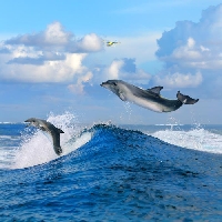 Dolphins Pinterest swap