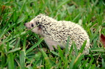 Hedgehog ATC Swap