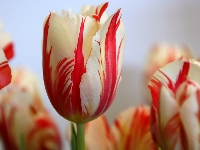 Quick mail art---tulips