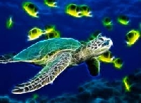 3 Techniques ATC - Sea Turtle