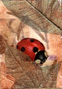 Ladybug A.T.C.