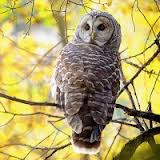Decorate My Profile with OWLS!  Private