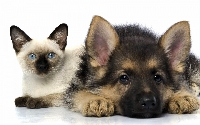 cat/dog postcard