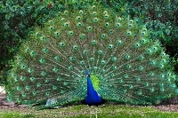 *Peacock on it ATC*