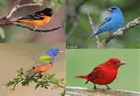 Journal Art Page - Bird or Birds - U.S.A.