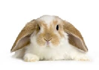 Decorate my profile with rabbits