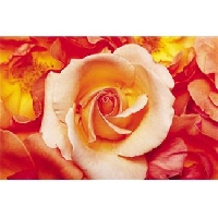 (3) Roses Themed N&N FBs (New/Est)
