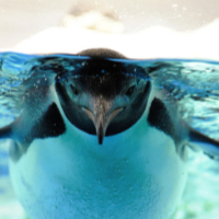 Pinterest ~ Penguins