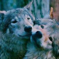 Pinterest ~ Wolves
