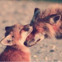 Pinterest ~ Foxes