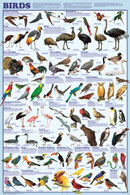 CPG - May Birds ATC (USA)
