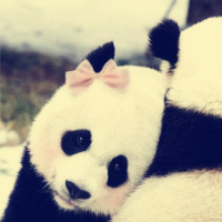 Pinterest ~ Pandas
