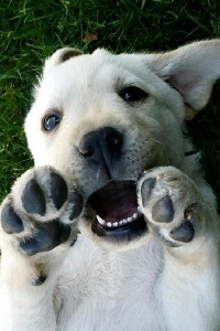 Pinterest: ~♥Cute Puppies♥~