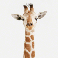 Pinterest ~ Giraffes