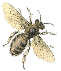 ATC:  Bee