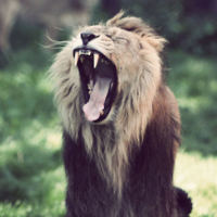 Pinterest ~ Lions
