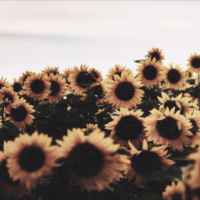 Pinterest ~ Sunflowers