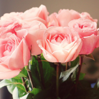 Decorate my profile with... #47 ~ Roses
