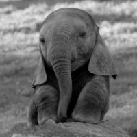 Decorate my profile with... #48 ~ Elephants