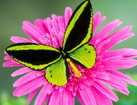 Pinterest Swap: Butterflies