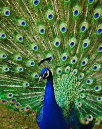 Pinterest ~ Peacocks