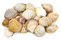 â˜… Beautiful shells â˜… 