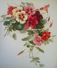 Flower Series - Nasturtiums