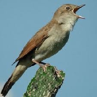 Nightingale or lark?