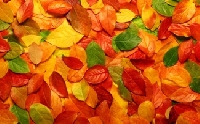 ATC - Autumn Colors  