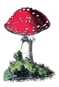 Mushrooms and Woods
