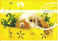 rabbit+cat+a random animal postcard swap USA