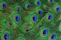 Peacock ATC