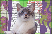 C+P Cat Collage Postcard