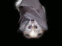 Halloween Card--- Bat