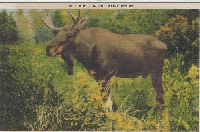 Vintage Postcards - Animals